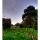 Bloomed Cosmos in the Hill