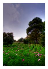 Bloomed Cosmos in the Hill