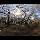 Bloomed on Panorama
