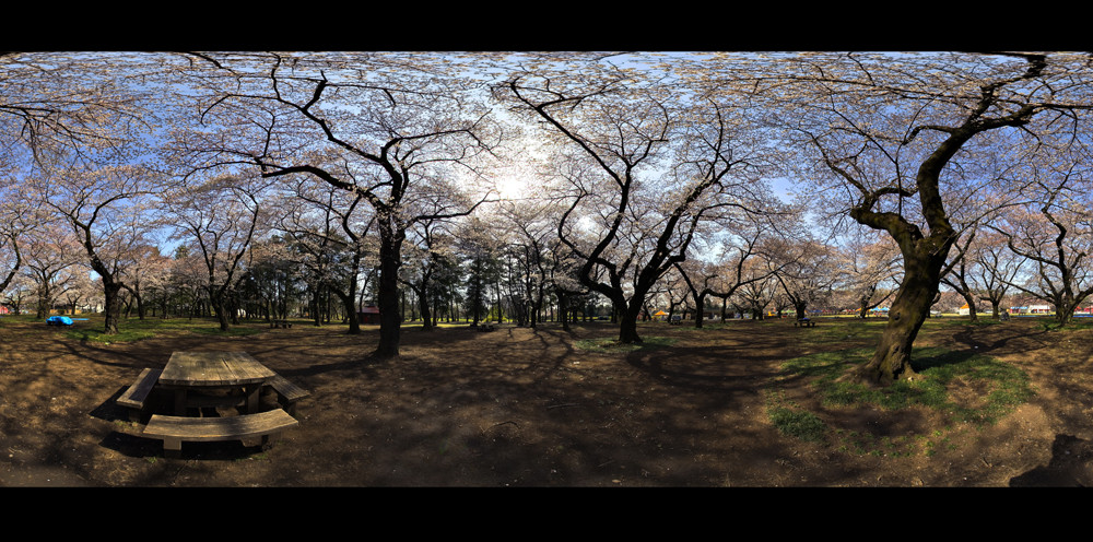 Bloomed on Panorama