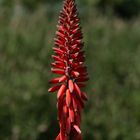 Blooming Aloe Vera