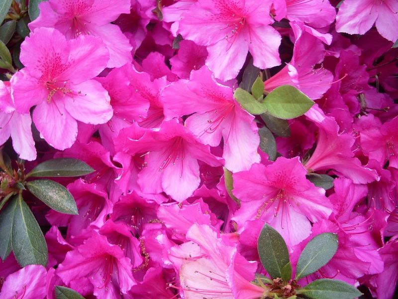 Blooming Azalea