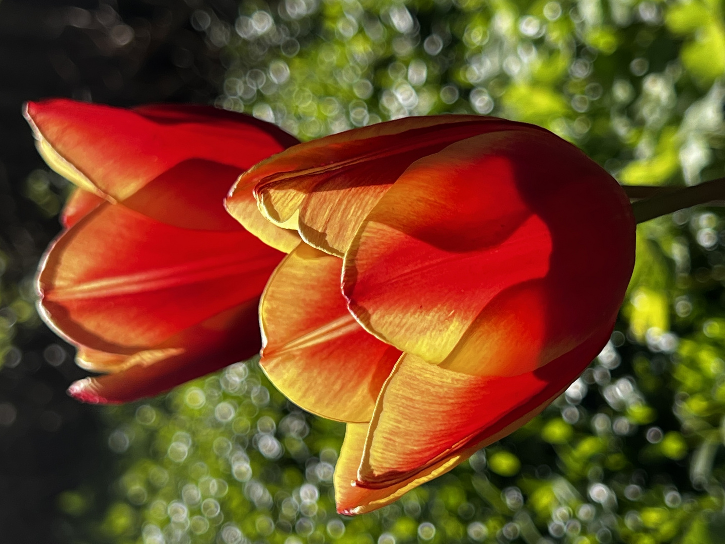 Blooming beauty