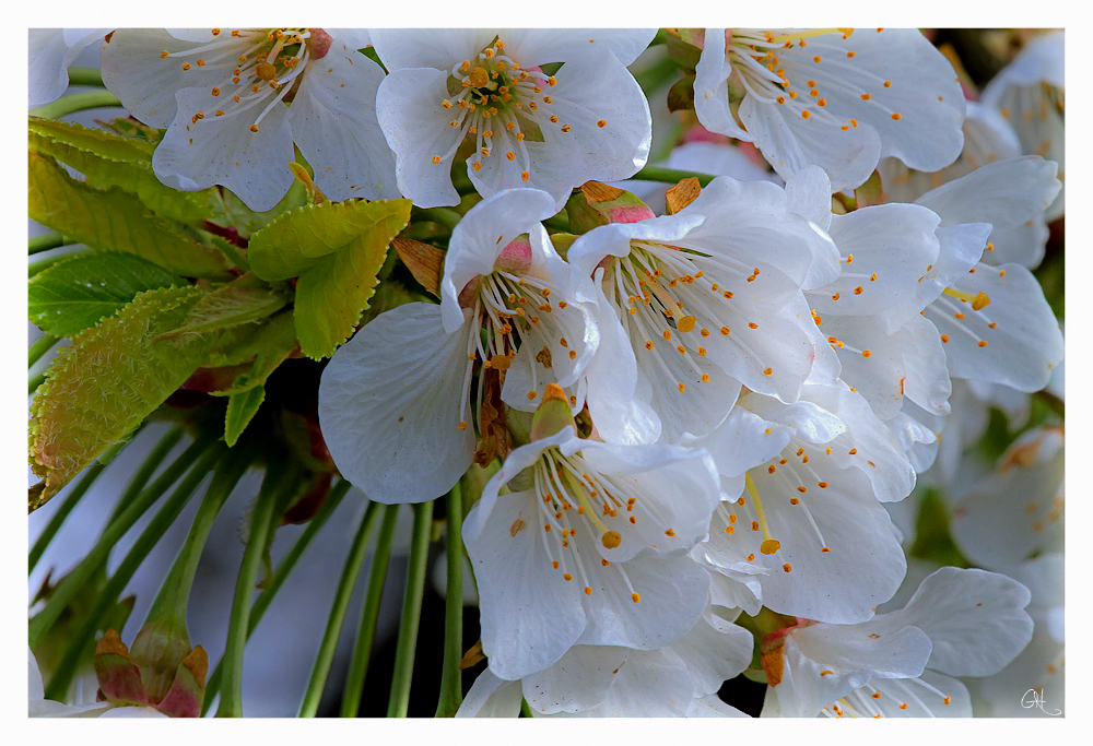 Blooming bouquet