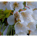 Blooming bouquet