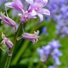 Blooming Bouquet