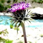 Blooming by the river