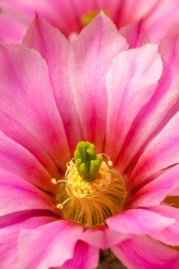 blooming cactus