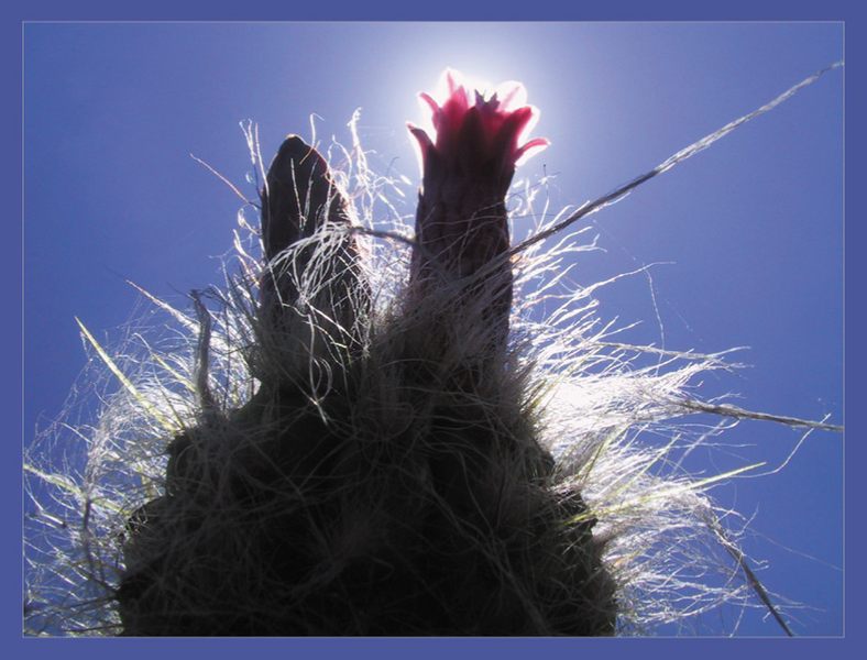 blooming cactus