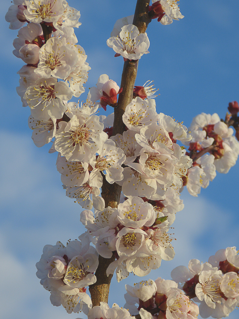 blooming