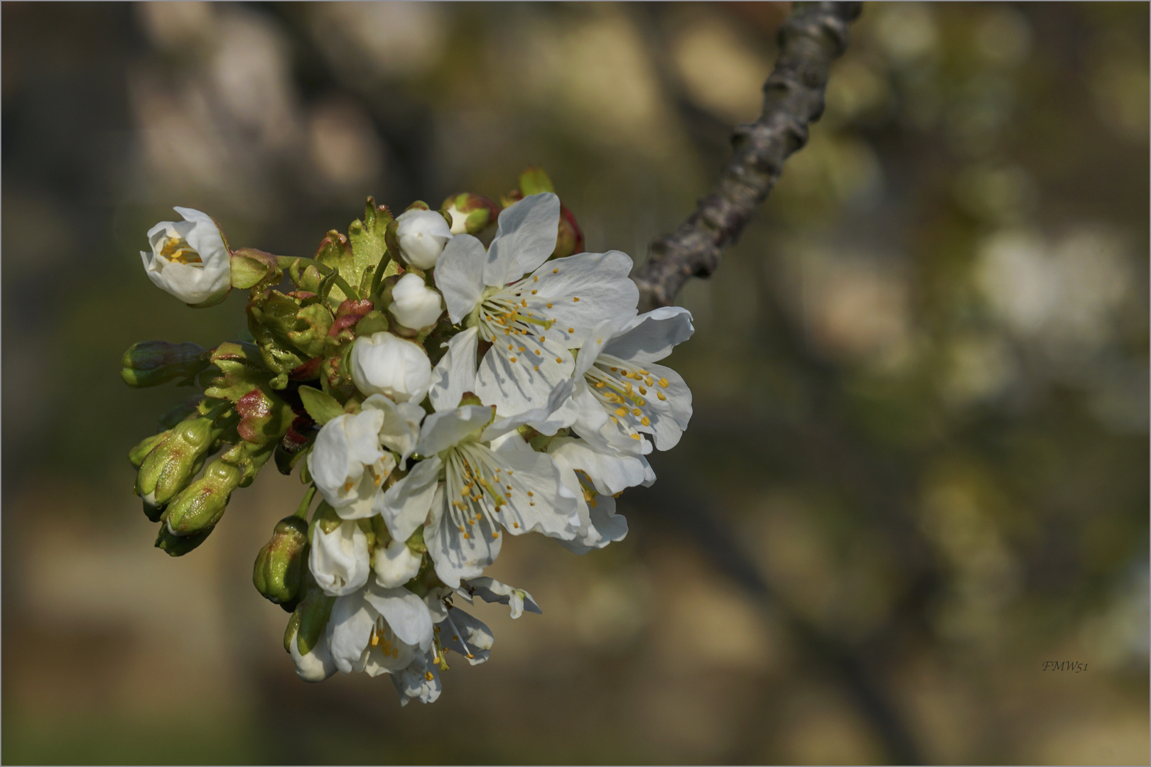 Blooming Cherry