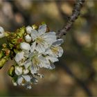 Blooming Cherry