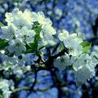 Blooming Cherry Tree