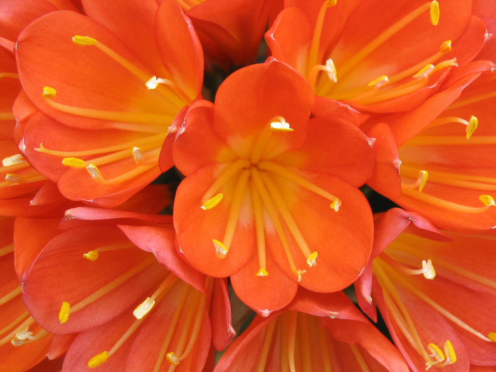 Blooming Clivia