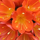 Blooming Clivia