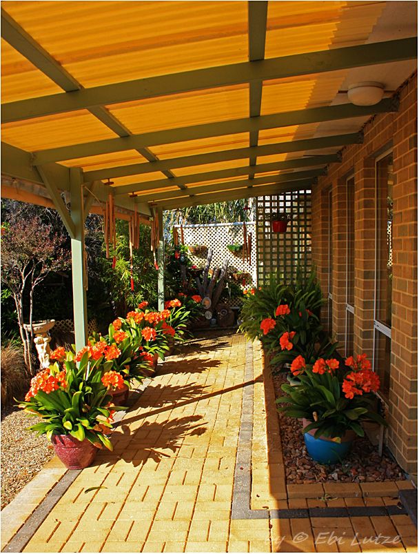 * Blooming Clivias in my Garden *