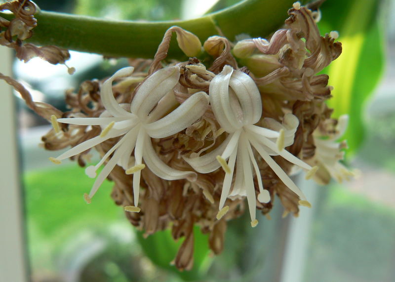 blooming dragon tree in a room