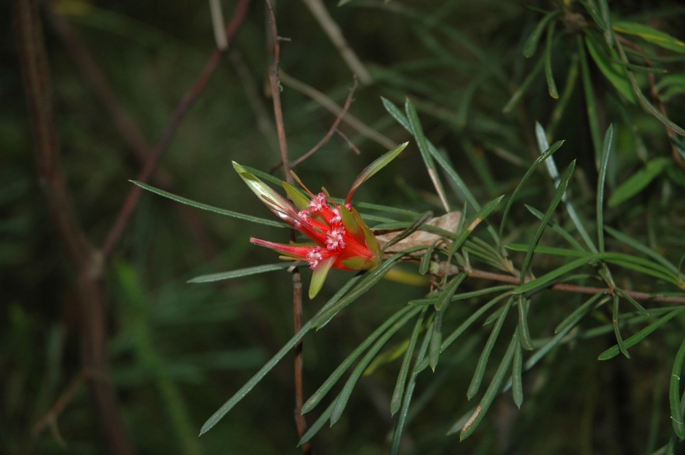 Blooming Flower