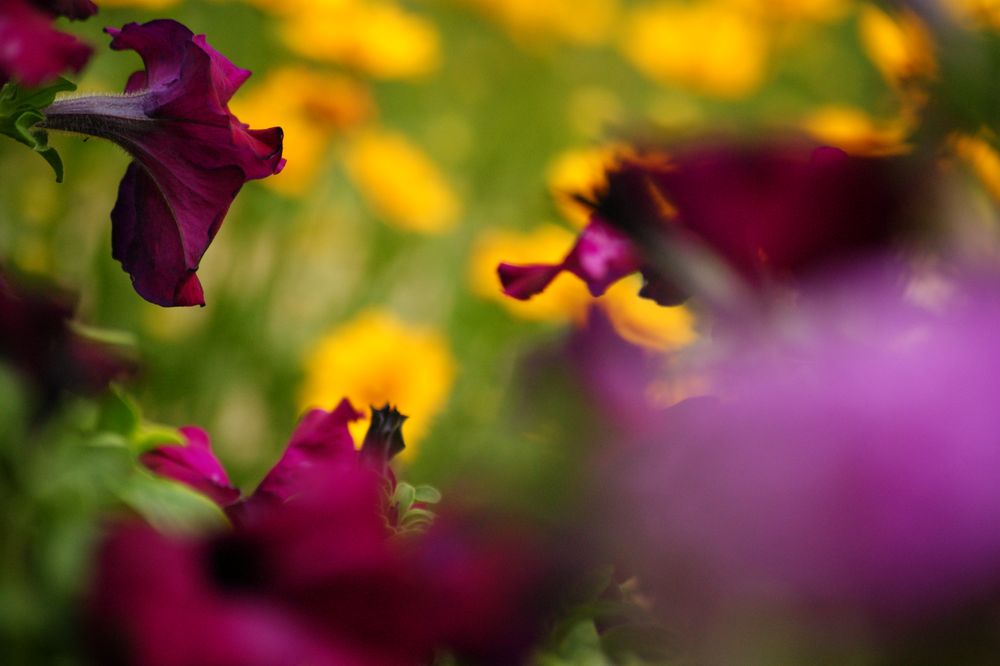 blooming gardenflowers.