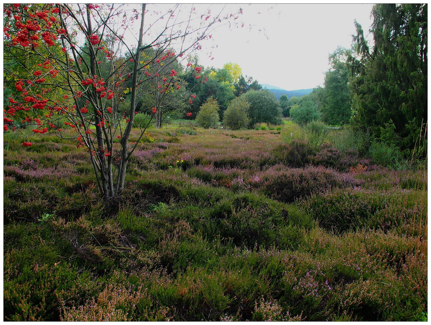 Blooming heather