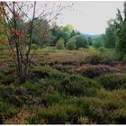 Blooming heather