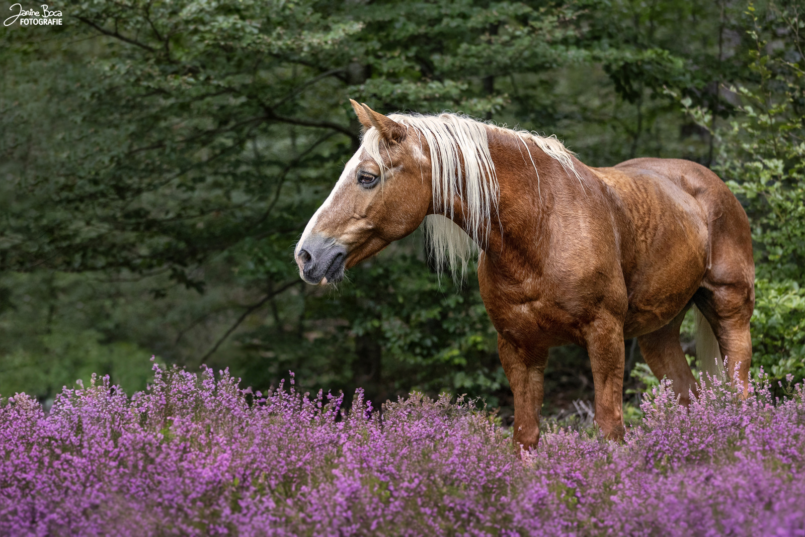 Blooming Heather