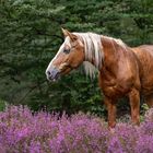 Blooming Heather