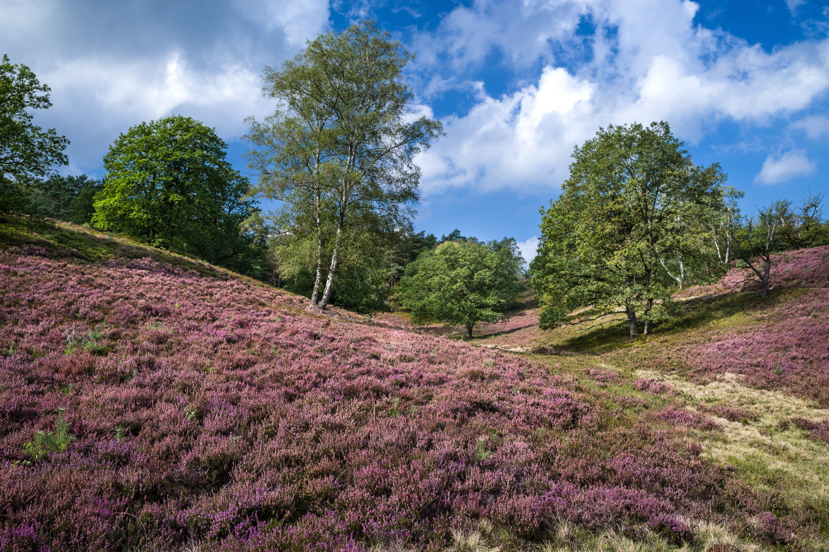 Blooming Heathland