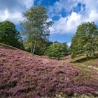 Blooming Heathland