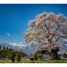 Blooming in a mountain village