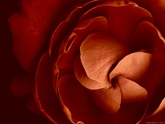 Blooming In The Dark