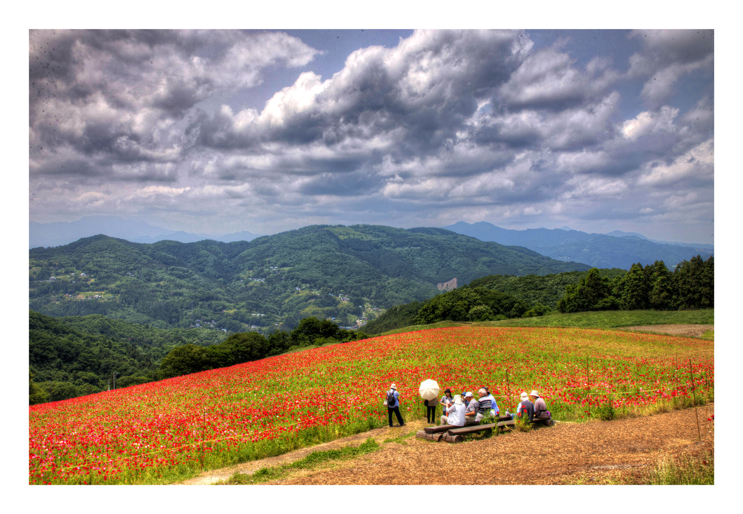 Blooming in the plateau-2