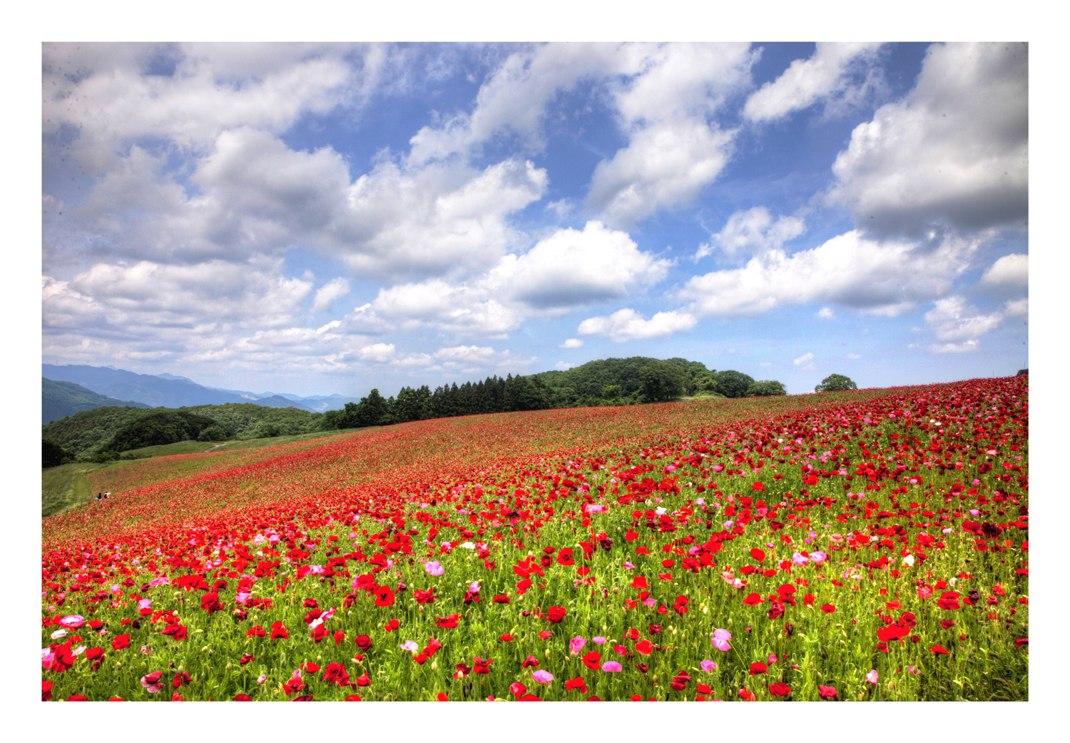 Blooming in the plateau