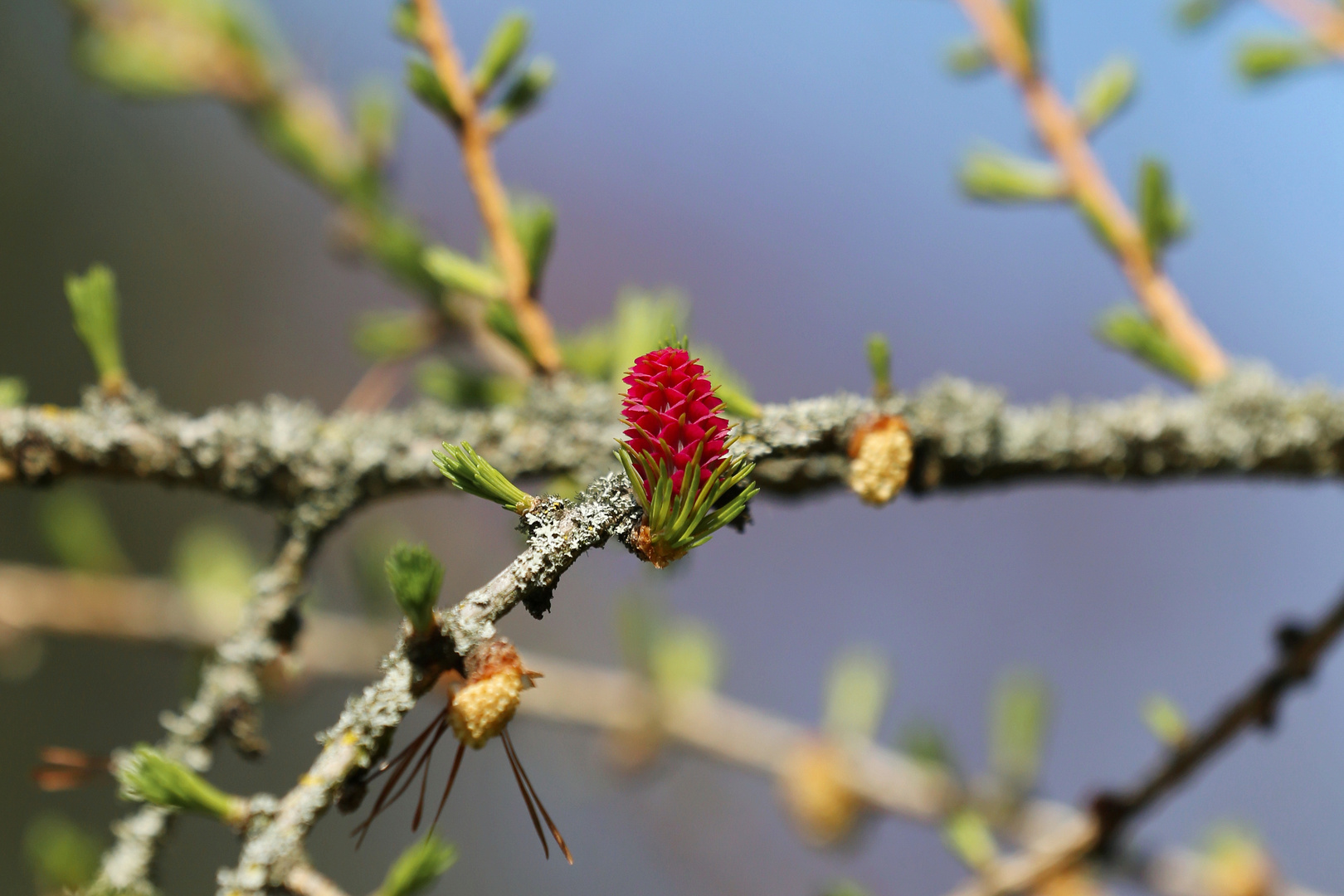 Blooming Larch Tree