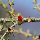 Blooming Larch Tree