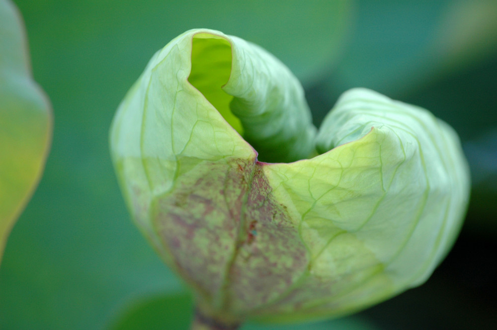 Blooming Lili Pad