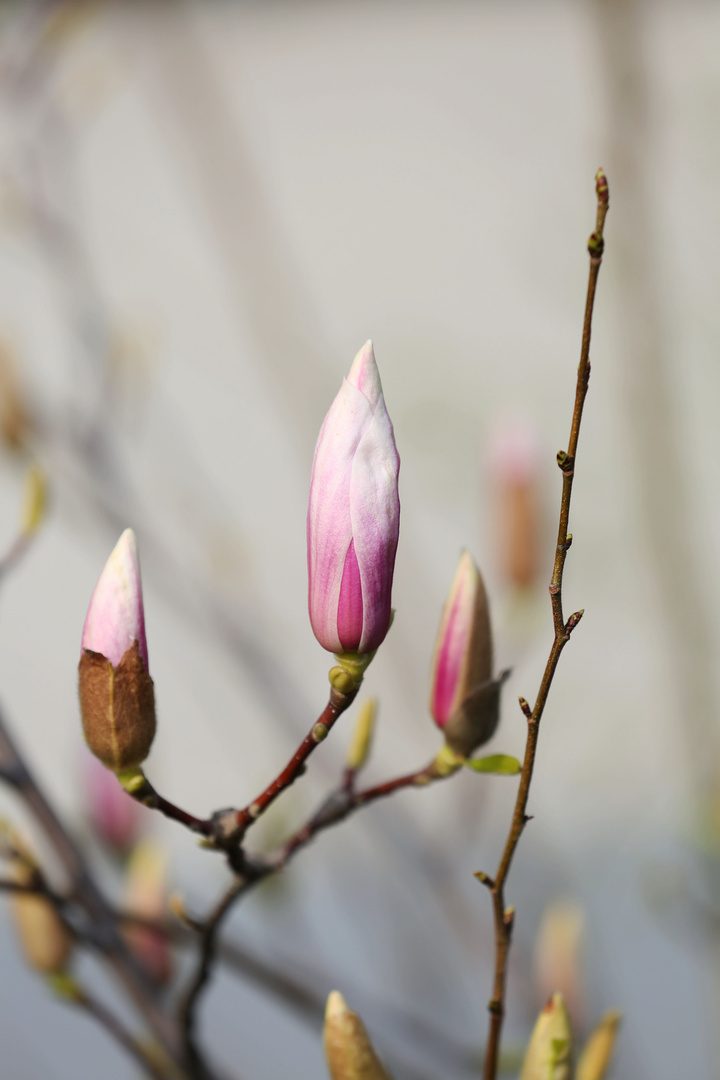 Blooming Magnolia - Berlin - Spring 2019