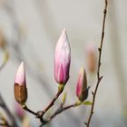 Blooming Magnolia - Berlin - Spring 2019