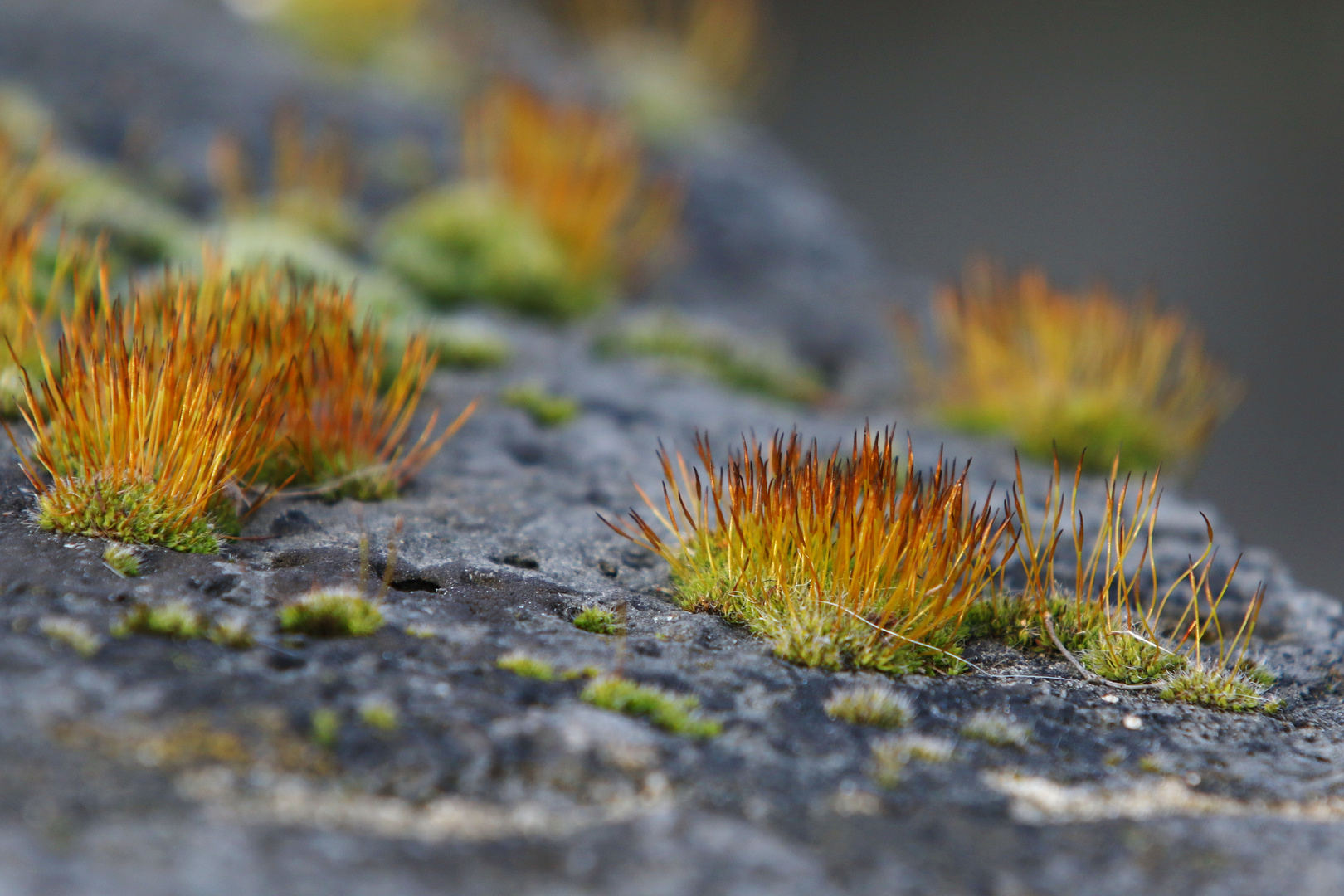 Blooming Moss