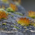 Blooming Moss