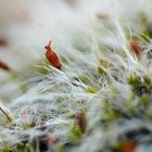 Blooming Moss - Macro