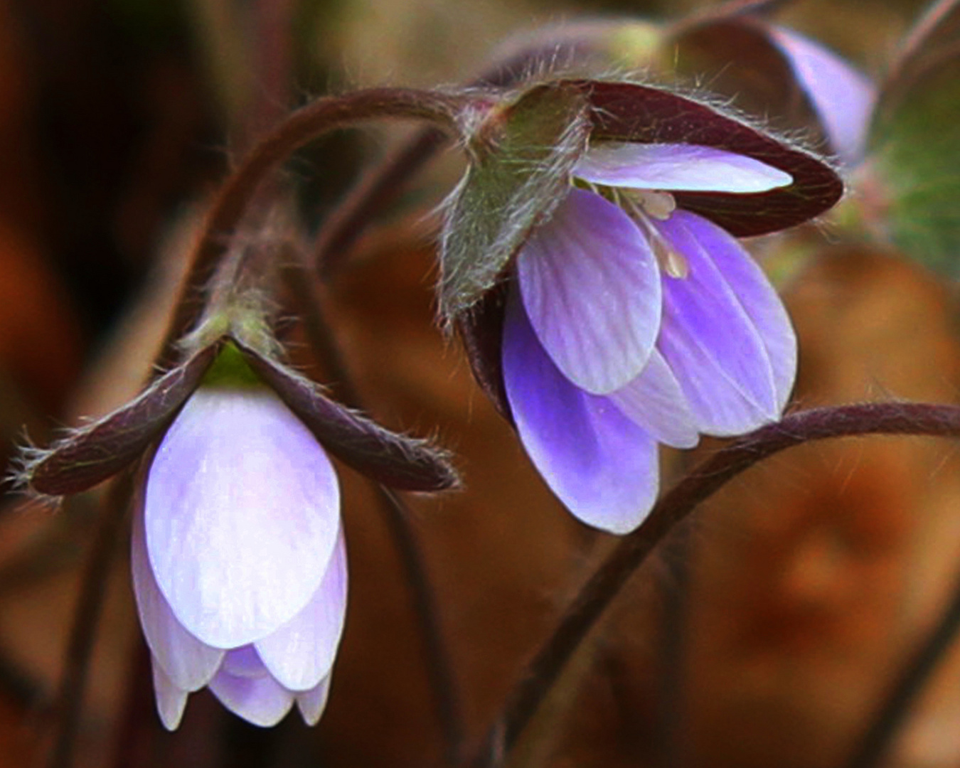 blooming on the side of the hiking trail