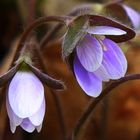 blooming on the side of the hiking trail