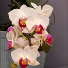 Blooming Orchid