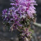 Blooming Ornamental Cabbage - Berlin - Wilmersdorf