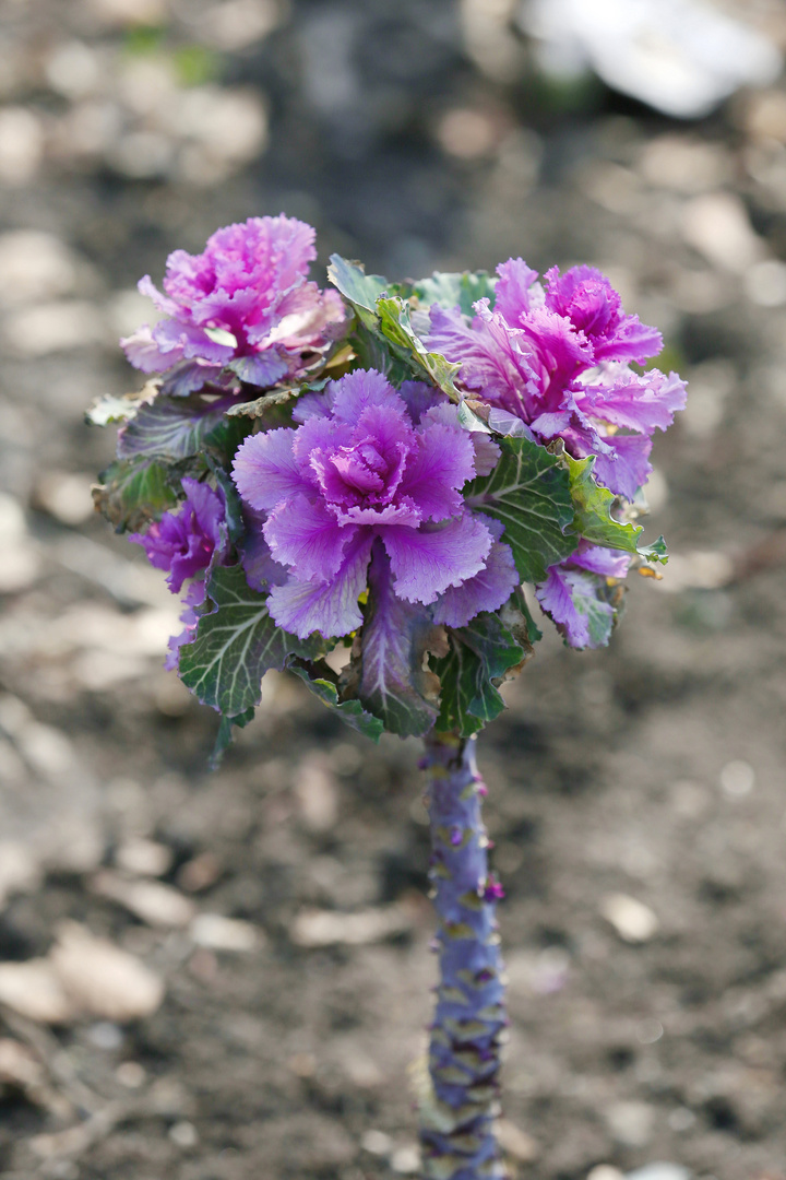 Blooming Ornamental Cabbage - Berlin - Wilmersdorf