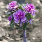 Blooming Ornamental Cabbage - Berlin - Wilmersdorf