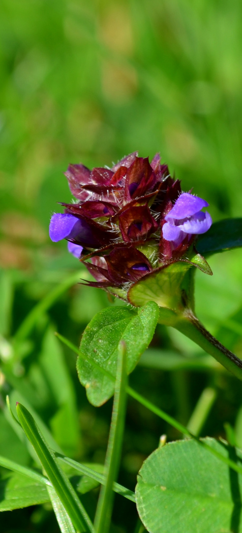 blooming purple