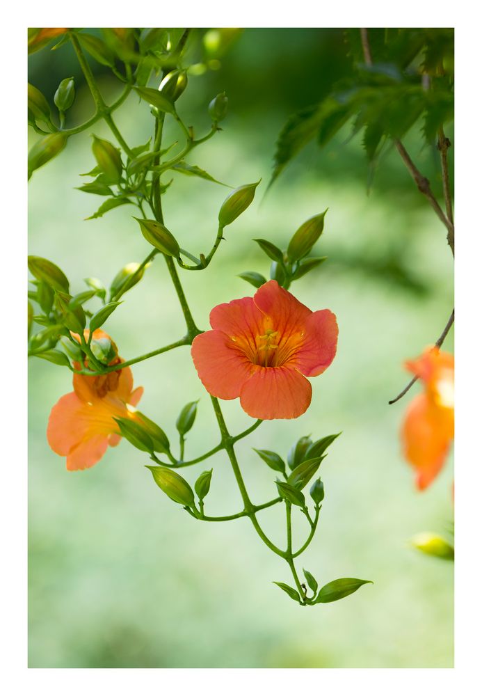 Blooming red flower -1