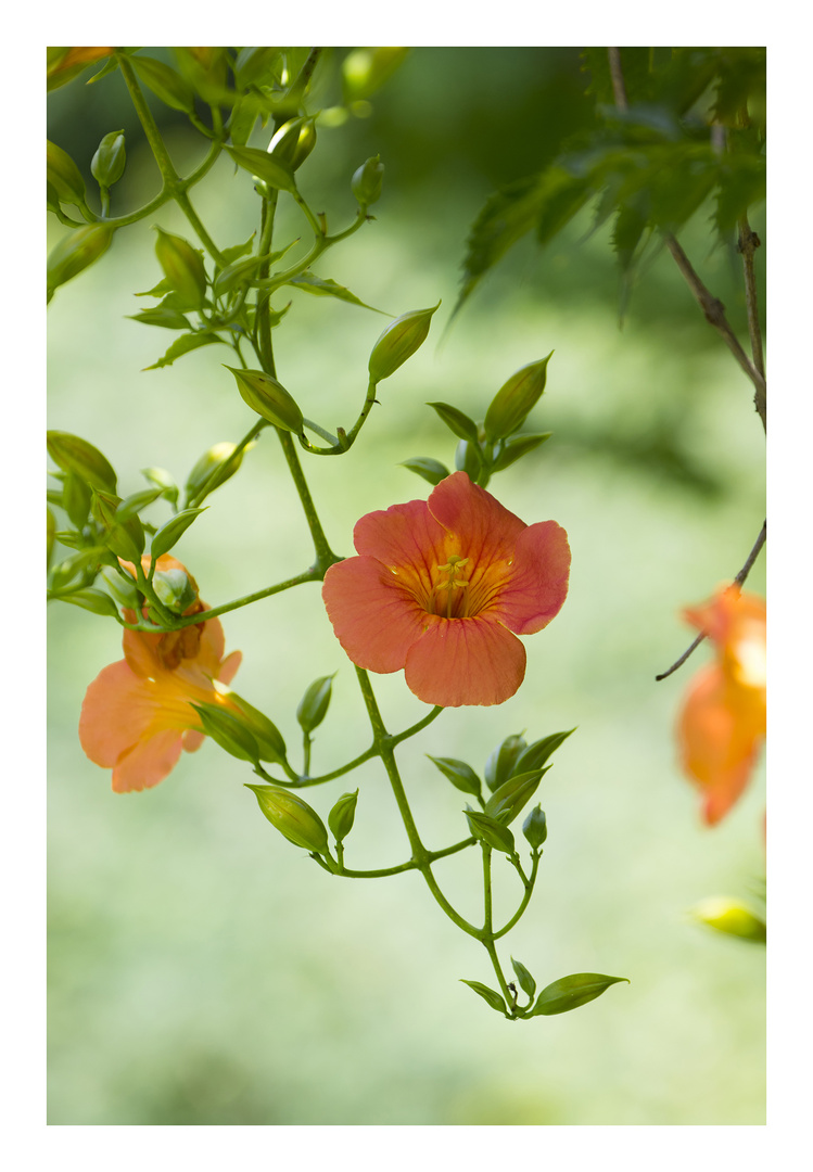 Blooming red flower -1